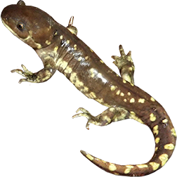 Plateau Tiger